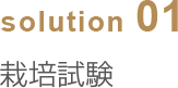 solution01 栽培試験